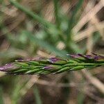 Poa cenisia Frukt