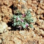 Astragalus beatleyae