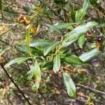 Salix lasiolepis Leaf