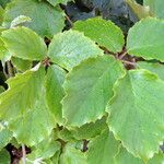 Tetrastigma voinierianum Leaf