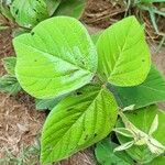 Desmodium intortum Blatt