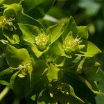Euphorbia nereidum