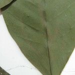 Chrysophyllum sparsiflorum Otro