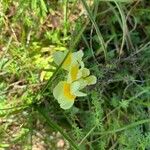 Linaria vulgarisKvět