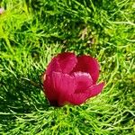 Paeonia tenuifolia Flor