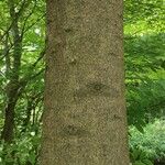 Abies homolepis Žievė