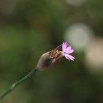 Petrorhagia nanteuilii Λουλούδι