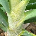 Allium cepa পাতা