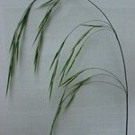 Bromus benekenii മറ്റ്