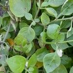 Salpichroa origanifolia Συνήθη χαρακτηριστικά