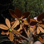 Rhododendron principis Hoja