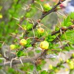 Berberis angulosa Habit