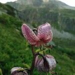 Lilium martagon 花