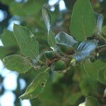 Quercus agrifolia Fruto