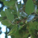 Quercus agrifolia Fruit