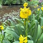 Iris pseudacorus Kukka