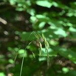Bromopsis ramosa Flower