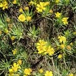 Euryops arabicus Blomst