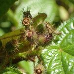 Miconia crenata ഫലം