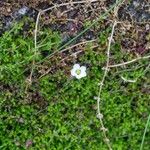 Arenaria balearica Hábito