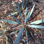 Yucca pallida Hábito