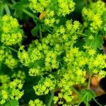 Alchemilla mollisKwiat