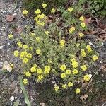 Alyssum montanum Habit