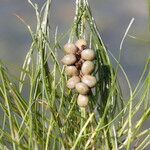 Stuckenia pectinata Fruit