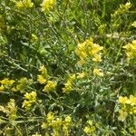 Brassica rapa Květ