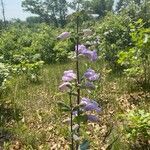 Penstemon cobaea Flower