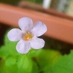 Chaenostoma cordatumFlower