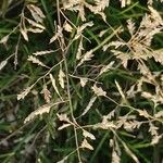 Eragrostis minor 果實