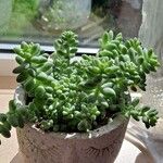 Sedum burritoLeaf