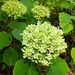 Hydrangea arborescens Kvet