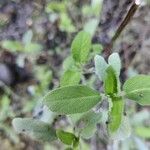 Salvia fruticosa Folha