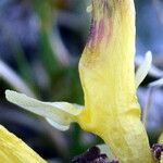 Pedicularis oederi Flor