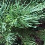 Cryptomeria japonicaDeilen