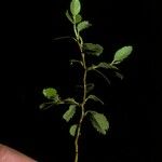 Nothofagus betuloides Bark