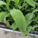 Salvia officinalis Leaf