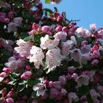 Rhododendron callimorphum Cvet