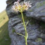 Valeriana apula Fruit