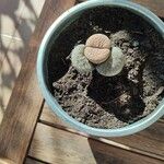 Lithops fulviceps Ліст