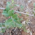 Quillaja saponaria Leaf