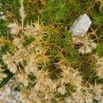 Drypis spinosa Fula