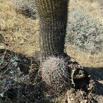 Ferocactus cylindraceus Blad