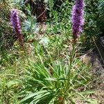 Liatris spicata Plante entière