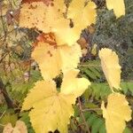 Vitis californica Blatt