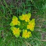 Euphorbia flavicoma Flower