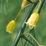 Asparagus officinalis Цвят