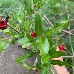 Ochna serrulata Leaf